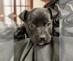 Small #18 German Shepherd Dog-Staffordshire Bull Terrier Mix