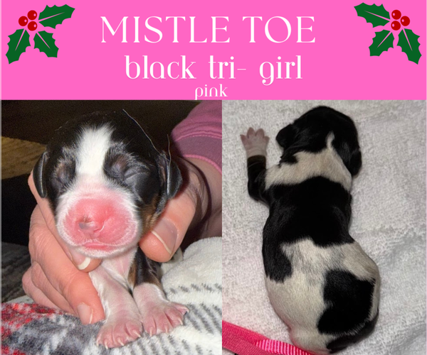 Medium Photo #7 English Springer Spaniel Puppy For Sale in LITCHFIELD, MN, USA