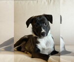 Small #4 Mutt