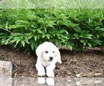 Small #1 English Cream Golden Retriever