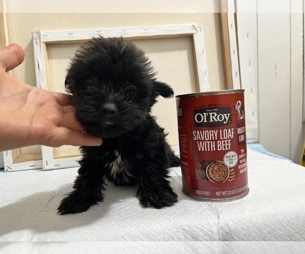 Medium Photo #83 Yorkshire Terrier Puppy For Sale in HAYWARD, CA, USA