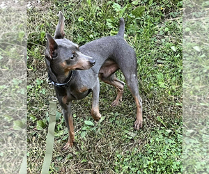 Father of the Miniature Pinscher puppies born on 06/28/2026
