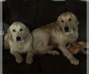 Mother of the Golden Retriever puppies born on 04/29/2019