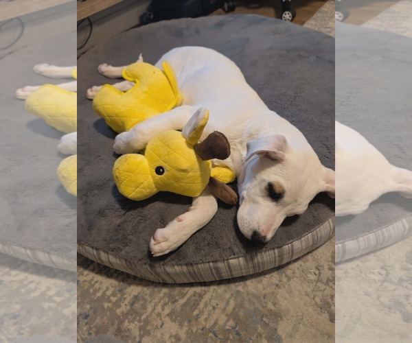 Medium Photo #13 Mutt Puppy For Sale in Sandy, UT, USA