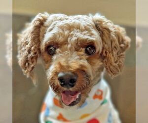 Mutt Dogs for adoption in Arlington, VA, USA
