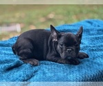 Image preview for Ad Listing. Nickname: Shadow