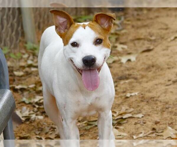 Medium Photo #2 Basenji-Unknown Mix Puppy For Sale in Tallahassee, FL, USA
