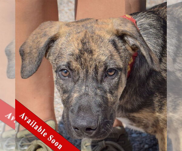 Medium Photo #1 Boxer-German Shepherd Dog Mix Puppy For Sale in Huntley, IL, USA