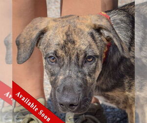 Boxer-German Shepherd Dog Mix Dogs for adoption in Huntley, IL, USA