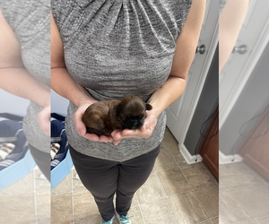 Shih Tzu Puppy for sale in SUGAR HILL, GA, USA