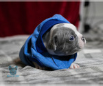 Small Photo #7 French Bulldog Puppy For Sale in SPOKANE, WA, USA