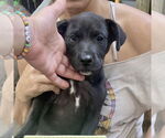 Small #2 Labrador Retriever Mix