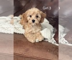 Puppy Puppy 5 Cavapoo