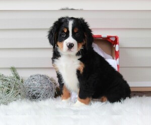 Bernese Mountain Dog Puppy for sale in APPLE CREEK, OH, USA