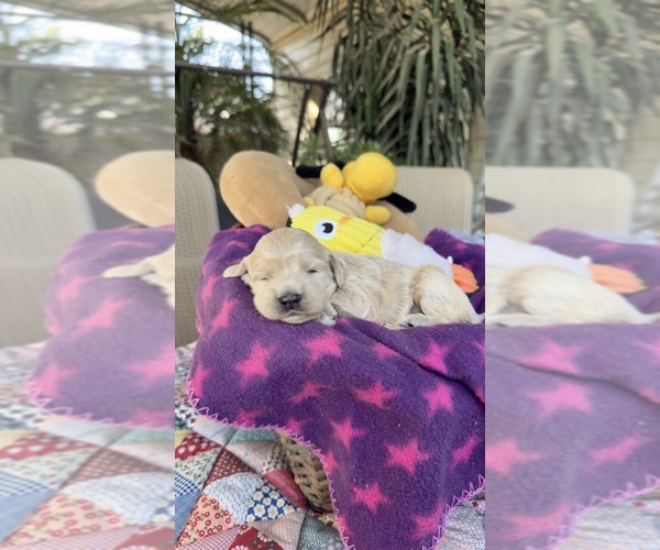 Medium Photo #2 Labradoodle Puppy For Sale in FRESNO, CA, USA
