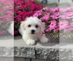 Small #1 Coton de Tulear