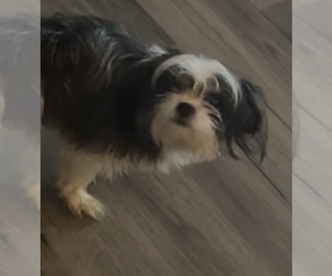 Mother of the Shorkie Tzu puppies born on 04/09/2025