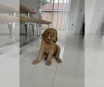 Small Photo #5 Goldendoodle Puppy For Sale in MIAMI, FL, USA