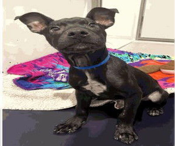 Medium Photo #1 Mutt Puppy For Sale in Redwood City, CA, USA