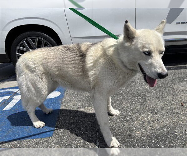 Medium Photo #1 Siberian Husky Puppy For Sale in Rancho Cucamonga, CA, USA
