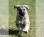 Small Photo #10 German Shepherd Dog Puppy For Sale in PALERMO, CA, USA