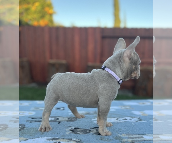 Medium Photo #3 French Bulldog Puppy For Sale in SACRAMENTO, CA, USA