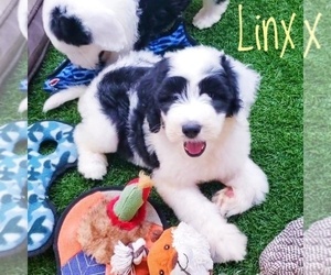Sheepadoodle Puppy for Sale in GOLDEN CITY, Missouri USA