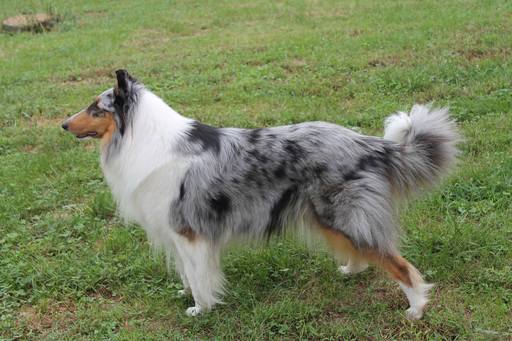 Medium Photo #1 Collie Puppy For Sale in STEELVILLE, MO, USA