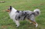 Small Photo #1 Collie Puppy For Sale in STEELVILLE, MO, USA