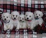 Small Photo #2 Bichon Frise Puppy For Sale in BIRD IN HAND, PA, USA
