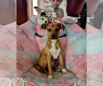 Small #2 Mutt