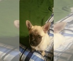Small Photo #5 Pom-A-Pug Puppy For Sale in SEBASTIAN, FL, USA