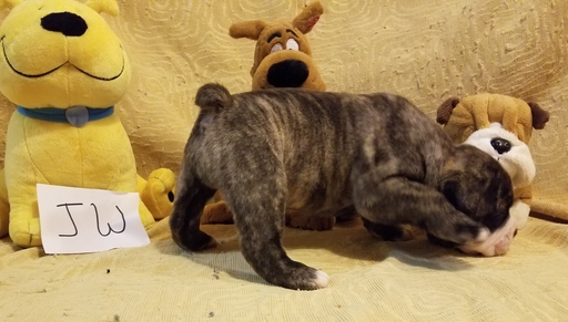 Medium Photo #1 Olde English Bulldogge Puppy For Sale in CYNTHIANA, IN, USA