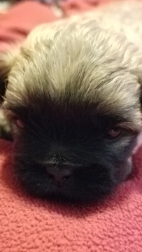 Medium Photo #1 Zuchon Puppy For Sale in MERRIAM, KS, USA