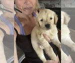 Small #7 Golden Retriever