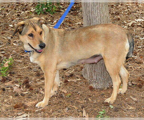 Medium Photo #5 Mutt Puppy For Sale in Lake Wylie, SC, USA