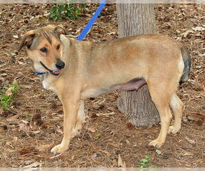 Cookie - Female Mutt Dog for Adoption - Photo #5