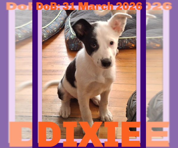 Medium Photo #2 Shollie Puppy For Sale in Sebec, ME, USA