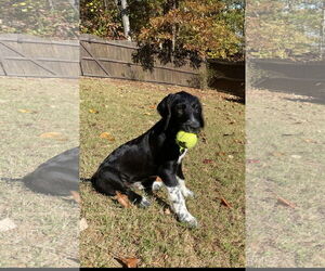 Border Collie-German Shorthaired Pointer Mix Dogs for adoption in Ball Ground, GA, USA