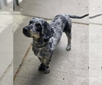 Small #7 Australian Shepherd Mix