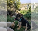 Small Photo #8 German Shepherd Dog Puppy For Sale in WILLIAMSBURG, CO, USA