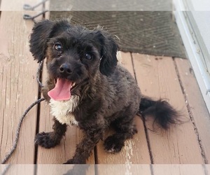 Shih-Poo Puppy for sale in PRINCETON, NC, USA