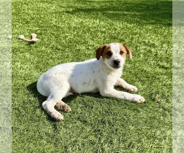 Medium Photo #2 Jack Russell Terrier-Unknown Mix Puppy For Sale in Cave Creek, AZ, USA