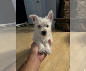 West Highland White Terrier Puppy for sale in ROSHARON, TX, USA