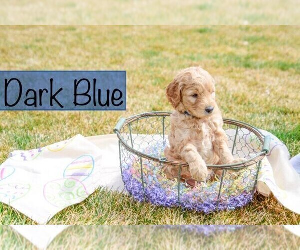 Medium Photo #6 Goldendoodle Puppy For Sale in GARDEN CITY, ID, USA