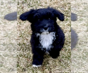 Aussiedoodle Miniature  Puppy for sale in FAIR HAVEN, MI, USA