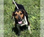 Small Beagle Mix