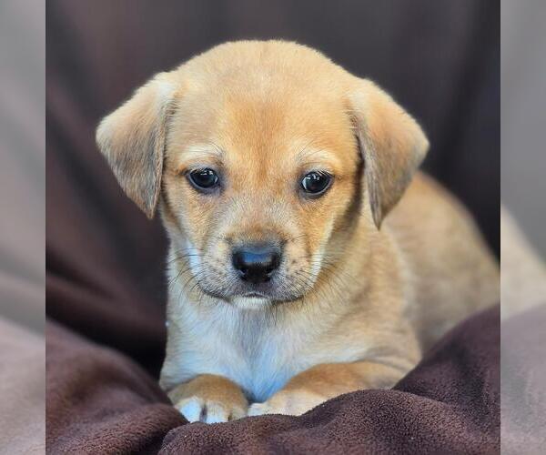 Medium Photo #1 Chihuahua-Unknown Mix Puppy For Sale in San Diego, CA, USA