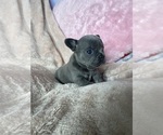 Small #4 French Bulldog