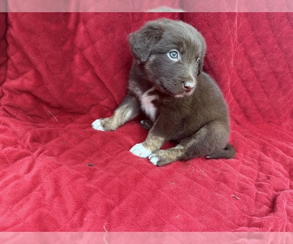 Medium Photo #52 Borador Puppy For Sale in MARION, VA, USA